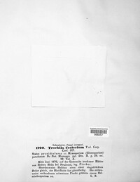 Trochila craterium image
